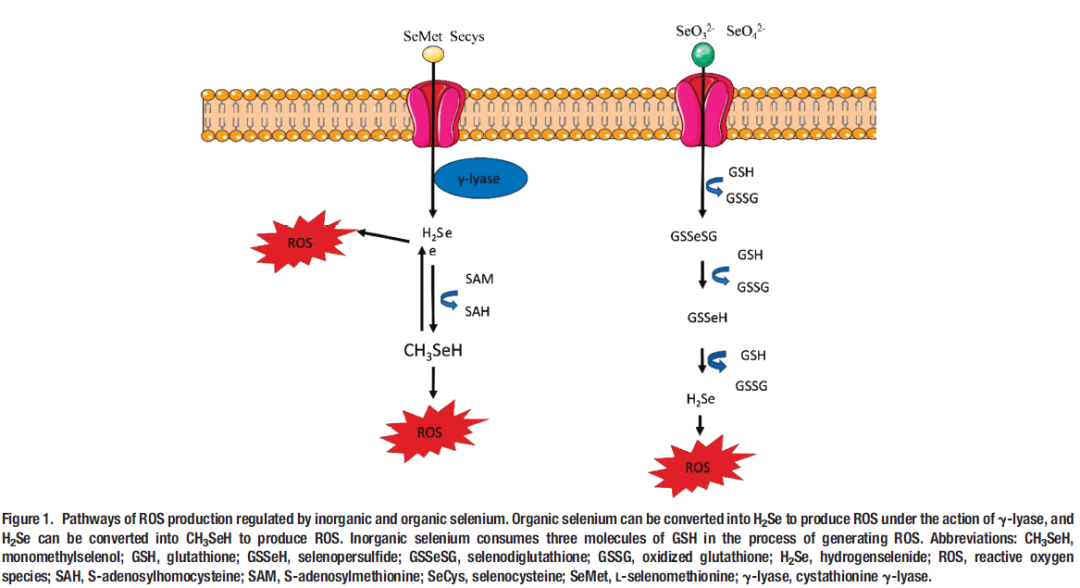 甲状腺炎补硒和锌有用吗(锌炎补甲状腺硒用有副作用吗)-硒宝网