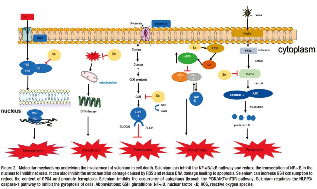 甲状腺炎补硒和锌有用吗(锌炎补甲状腺硒用有副作用吗)-硒宝网