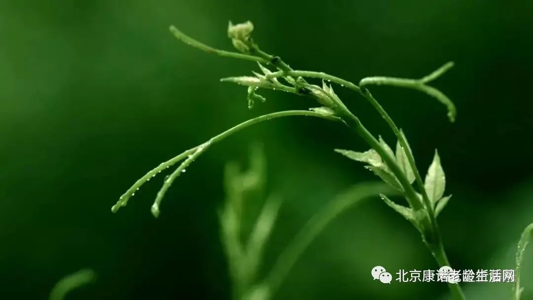 藤茶能补硒吗怎么吃的呢(硒藤茶有什么功效)-硒宝网