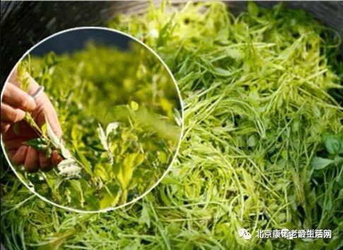 藤茶能补硒吗怎么吃的呢(硒藤茶有什么功效)-硒宝网