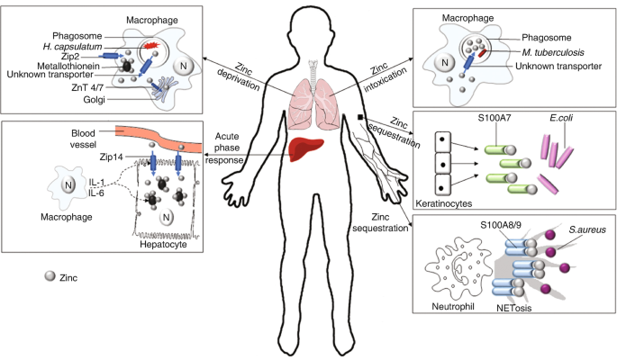硒补剂分为哪几种类型的（补硒剂是什么）-硒宝网