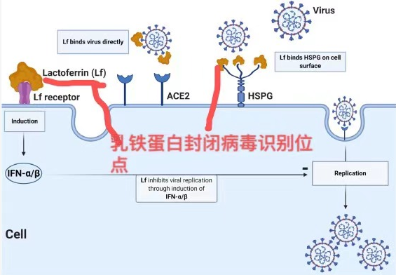 硒补剂分为哪几种类型的（补硒剂是什么）-硒宝网