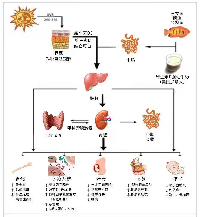 硒补剂分为哪几种类型的（补硒剂是什么）-硒宝网