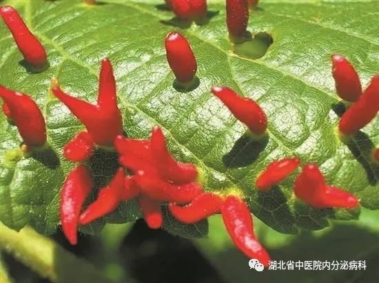 冬病夏治要不要补硒元素（冬病夏补怎么做的）-硒宝网