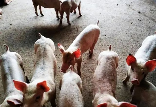 补血药时能补硒吗为什么（口服补硒药）-硒宝网