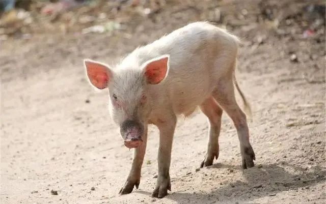 补血药时能补硒吗为什么（口服补硒药）-硒宝网