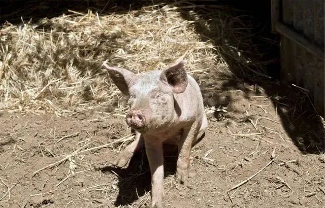 补血药时能补硒吗为什么（口服补硒药）-硒宝网