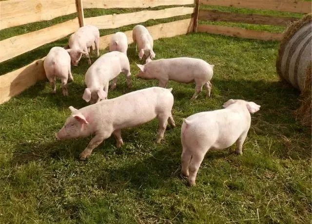 补血药时能补硒吗为什么（口服补硒药）-硒宝网