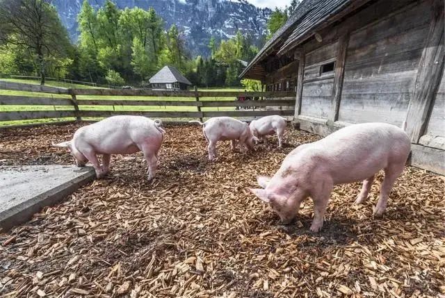补血药时能补硒吗为什么（口服补硒药）-硒宝网