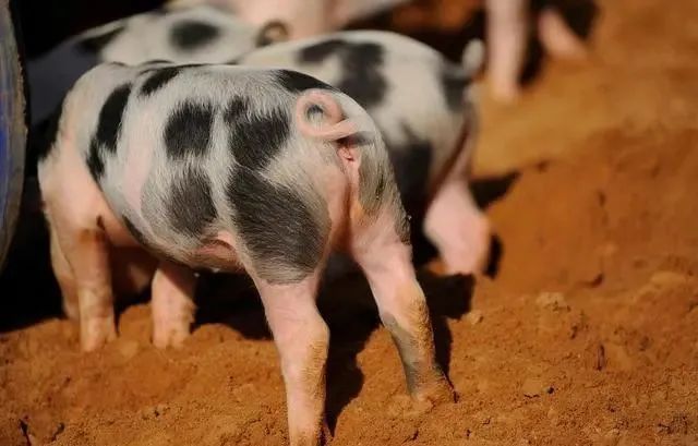 补血药时能补硒吗为什么（口服补硒药）-硒宝网