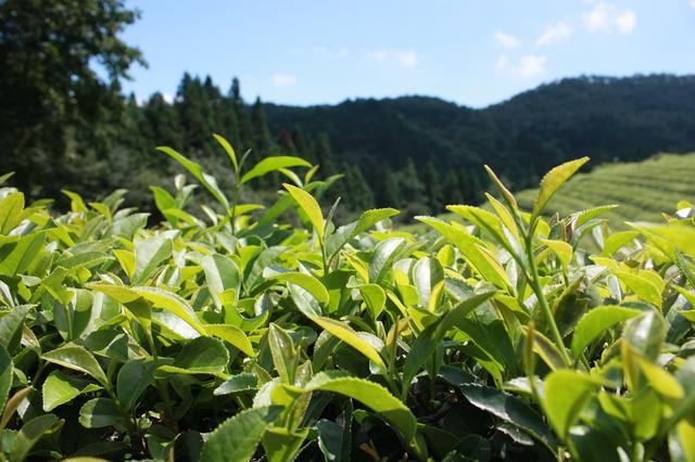 补硒的保健品会不会伤肝（补硒肝脏）-硒宝网