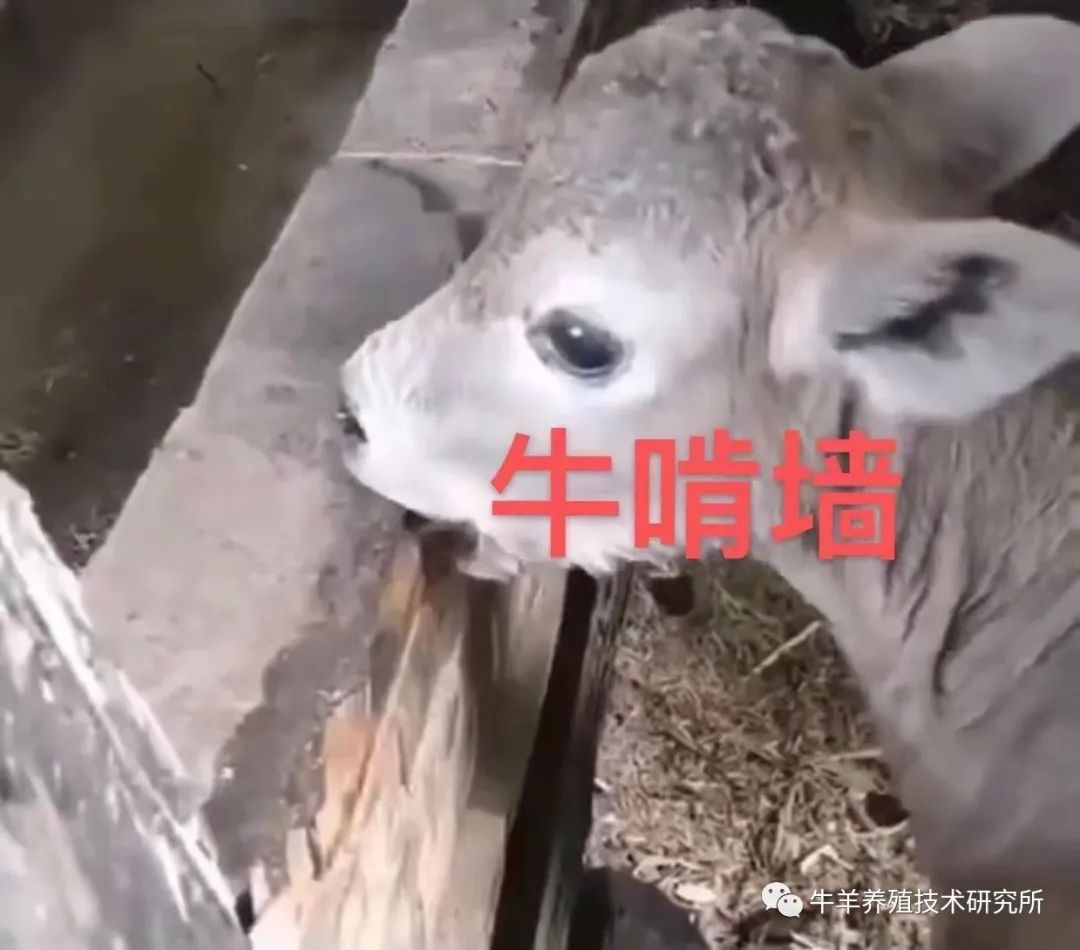 羊缺镁铜硒可以一起补吗（缺铜镁身体会怎么样）-硒宝网