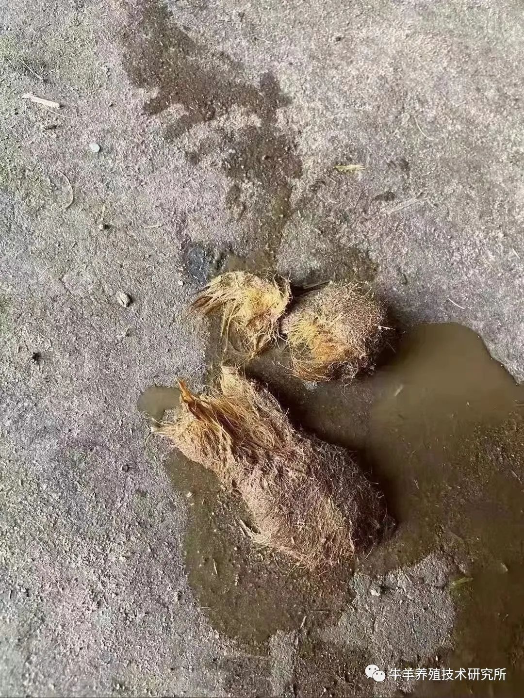 羊缺镁铜硒可以一起补吗（缺铜镁身体会怎么样）-硒宝网