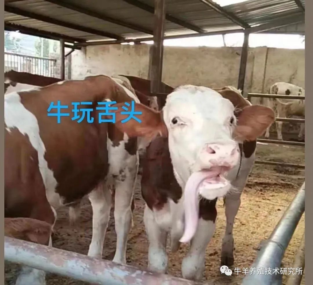 羊缺镁铜硒可以一起补吗（缺铜镁身体会怎么样）-硒宝网