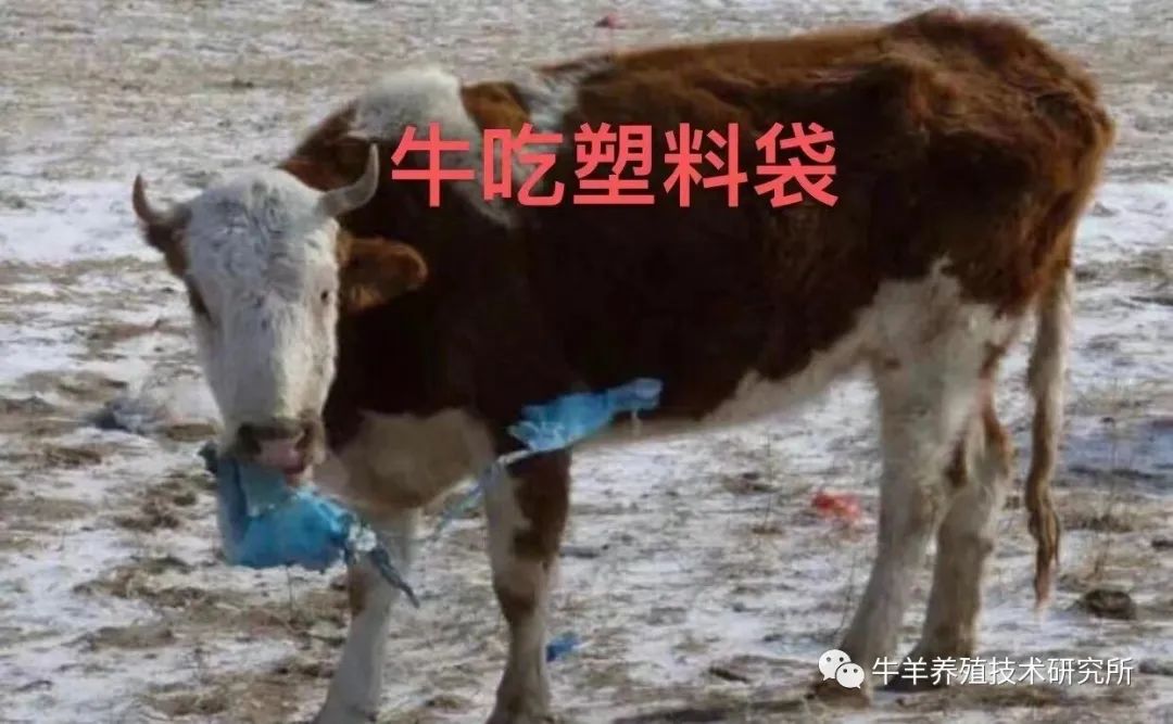 羊缺镁铜硒可以一起补吗（缺铜镁身体会怎么样）-硒宝网