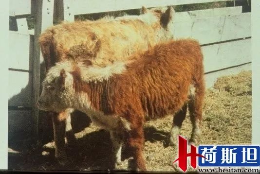 羊缺镁铜硒可以一起补吗（缺镁缺铜吃什么）-硒宝网