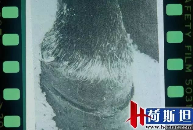 羊缺镁铜硒可以一起补吗（缺镁缺铜吃什么）-硒宝网