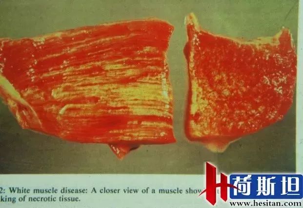 羊缺镁铜硒可以一起补吗（缺镁缺铜吃什么）-硒宝网