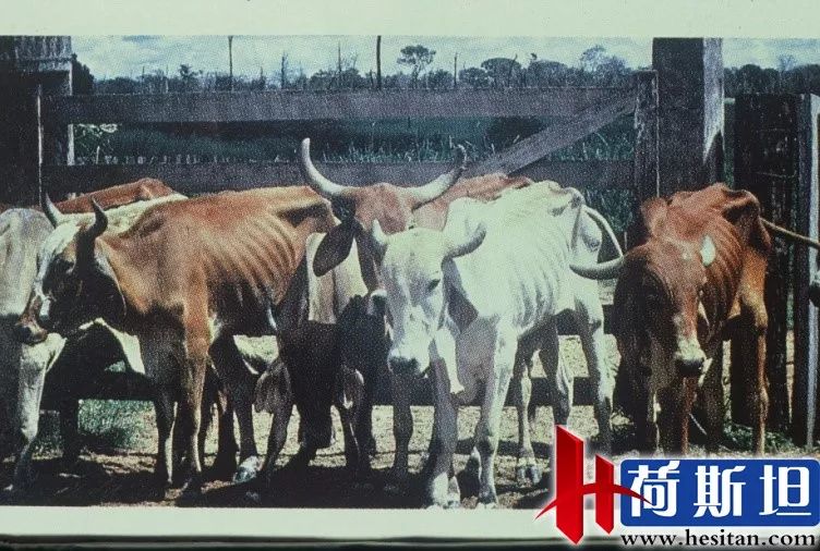 羊缺镁铜硒可以一起补吗（缺镁缺铜吃什么）-硒宝网