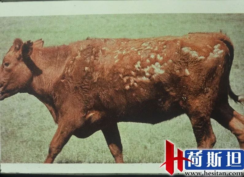 羊缺镁铜硒可以一起补吗（缺镁缺铜吃什么）-硒宝网