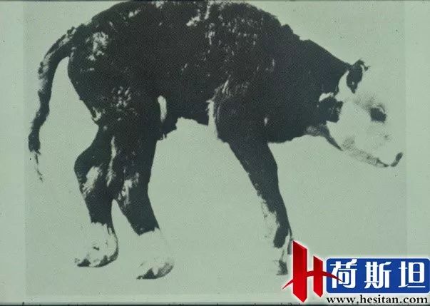 羊缺镁铜硒可以一起补吗（缺镁缺铜吃什么）-硒宝网