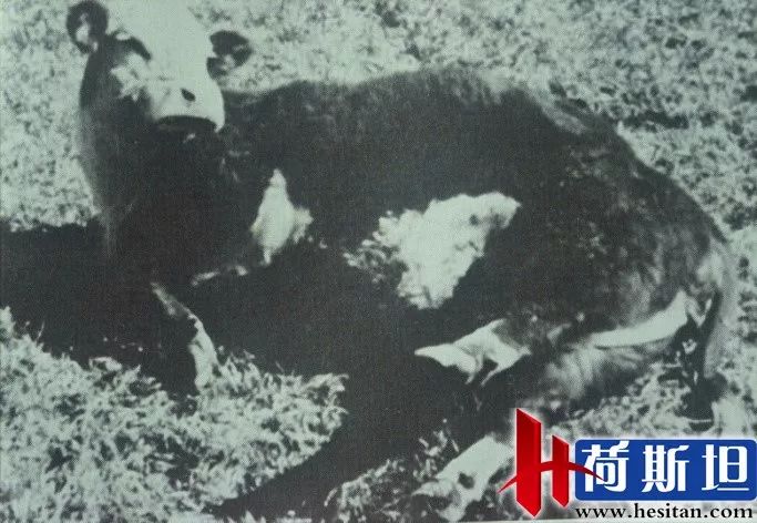 羊缺镁铜硒可以一起补吗（缺镁缺铜吃什么）-硒宝网