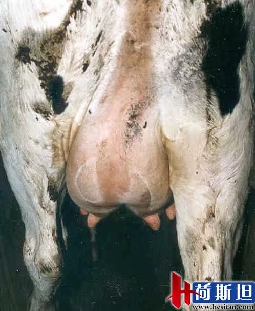 羊缺镁铜硒可以一起补吗（缺镁缺铜吃什么）-硒宝网