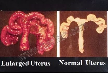 羊缺镁铜硒可以一起补吗（缺镁缺铜吃什么）-硒宝网