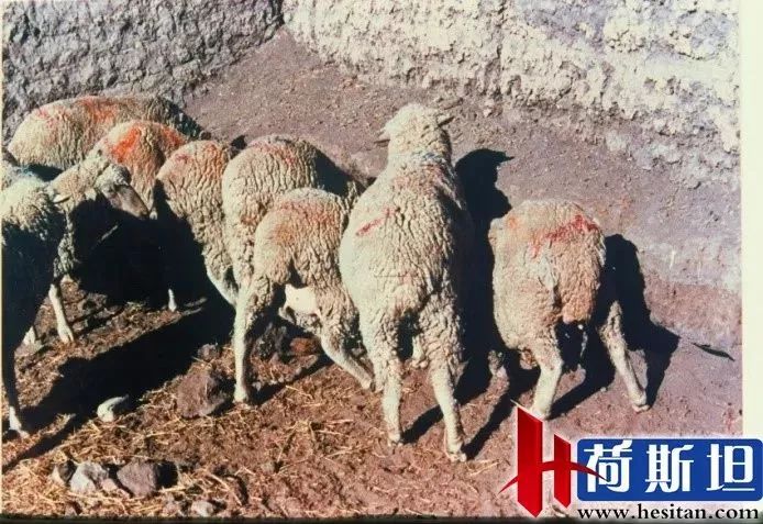 羊缺镁铜硒可以一起补吗（缺镁缺铜吃什么）-硒宝网