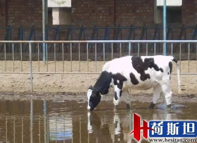 羊缺镁铜硒可以一起补吗（缺镁缺铜吃什么）-硒宝网