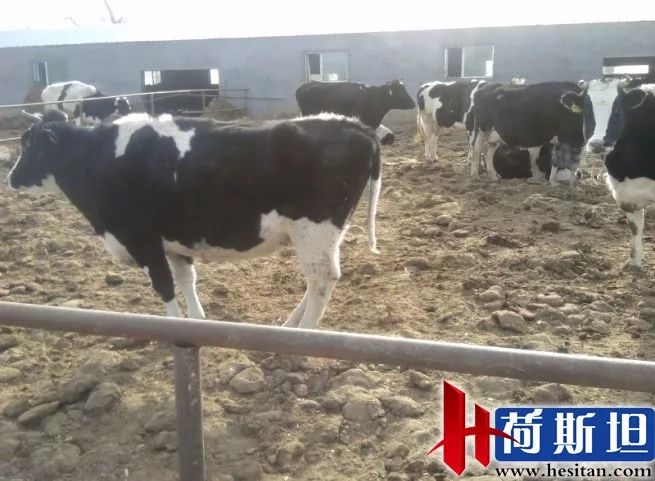 羊缺镁铜硒可以一起补吗（缺镁缺铜吃什么）-硒宝网