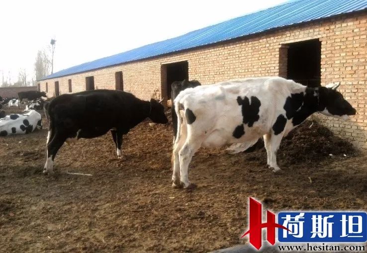 羊缺镁铜硒可以一起补吗（缺镁缺铜吃什么）-硒宝网