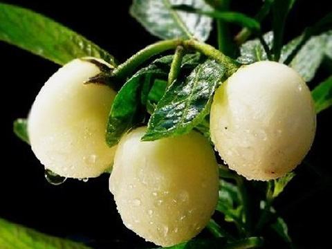 小孩子补硒吃什么好一点（小孩子补硒的好处）-硒宝网