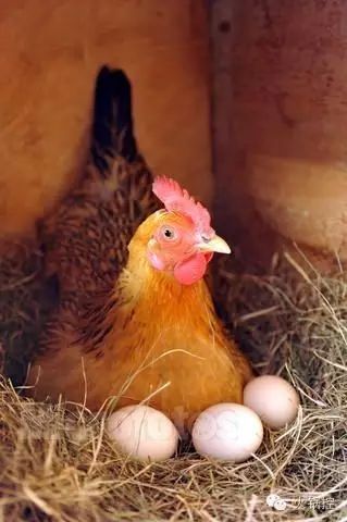 每月给鸡补一次硒可以吗(硒对鸡的影响)-硒宝网