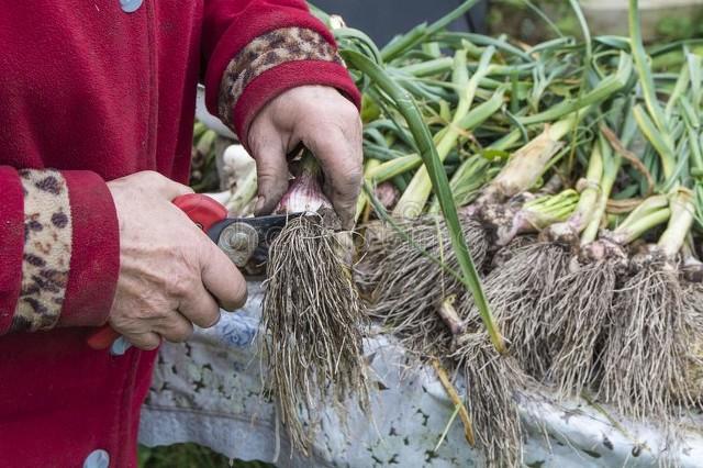 老年人要不要补硒保健品（老年人补硒的好处）-硒宝网