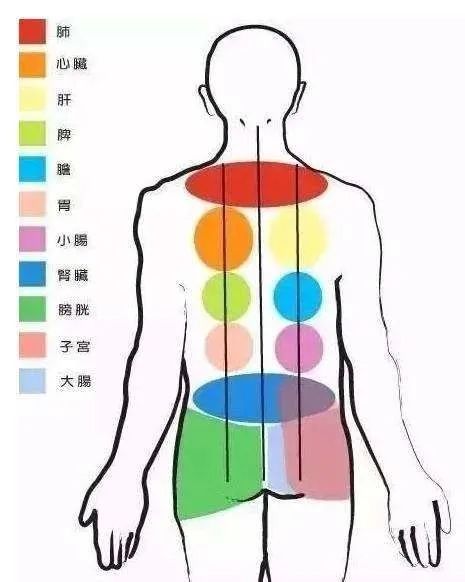 补硒对五脏六腑作用功效(补五脏功效作用硒六腑的药物)-硒宝网