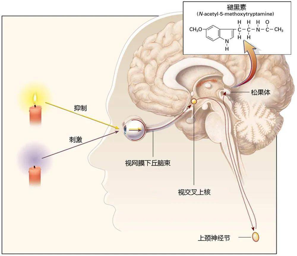 蛋白粉能和硒一块儿补吗(蛋白能补粉儿硒嘛)-硒宝网