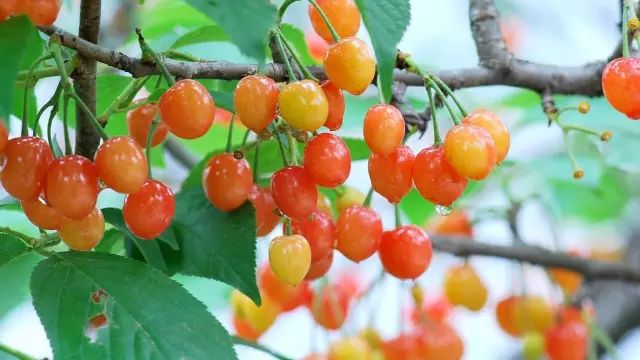 新安樱桃是富硒农产品吗(新安樱桃是富硒农产品吗)-硒宝网