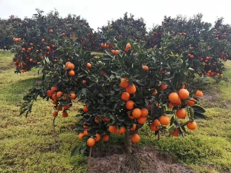 恩施富硒小土豆产品理念（恩施富硒小土豆产地）-硒宝网