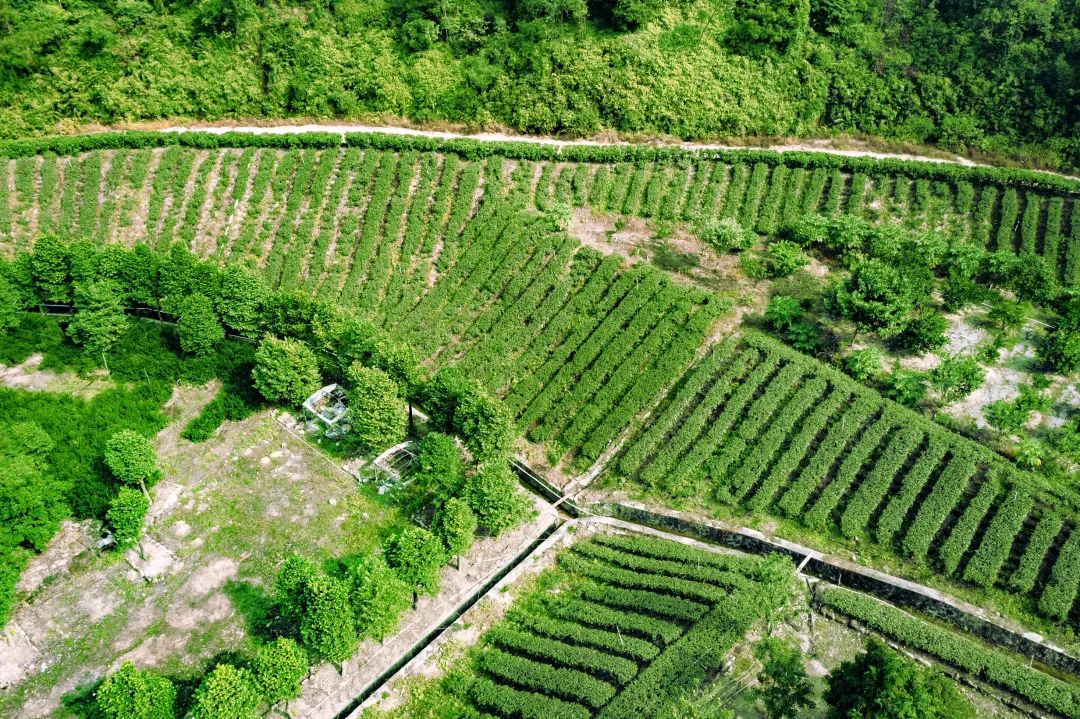 洛阳汝阳有富硒农产品吗(洛阳富硒产业协会)-硒宝网