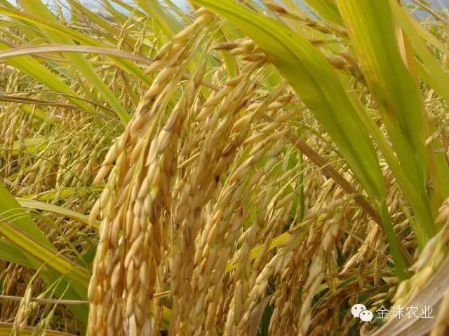 有机富硒农产品种植优势(富硒农作物)-硒宝网