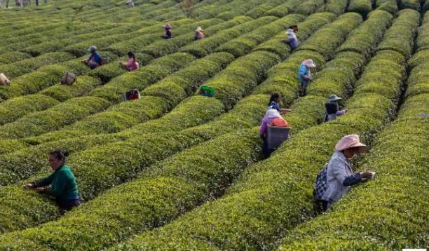 安顺富硒农产品认证标准(贵州富硒农旅发展有限公司)-硒宝网