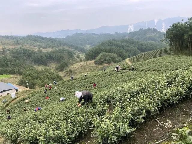 安顺富硒农产品认证标准(贵州富硒农旅发展有限公司)-硒宝网