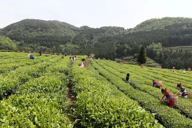 安顺富硒农产品认证标准(贵州富硒农旅发展有限公司)-硒宝网