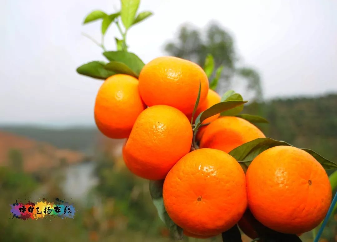 安顺富硒农产品认证中心（安康平顺县富硒茶）-硒宝网