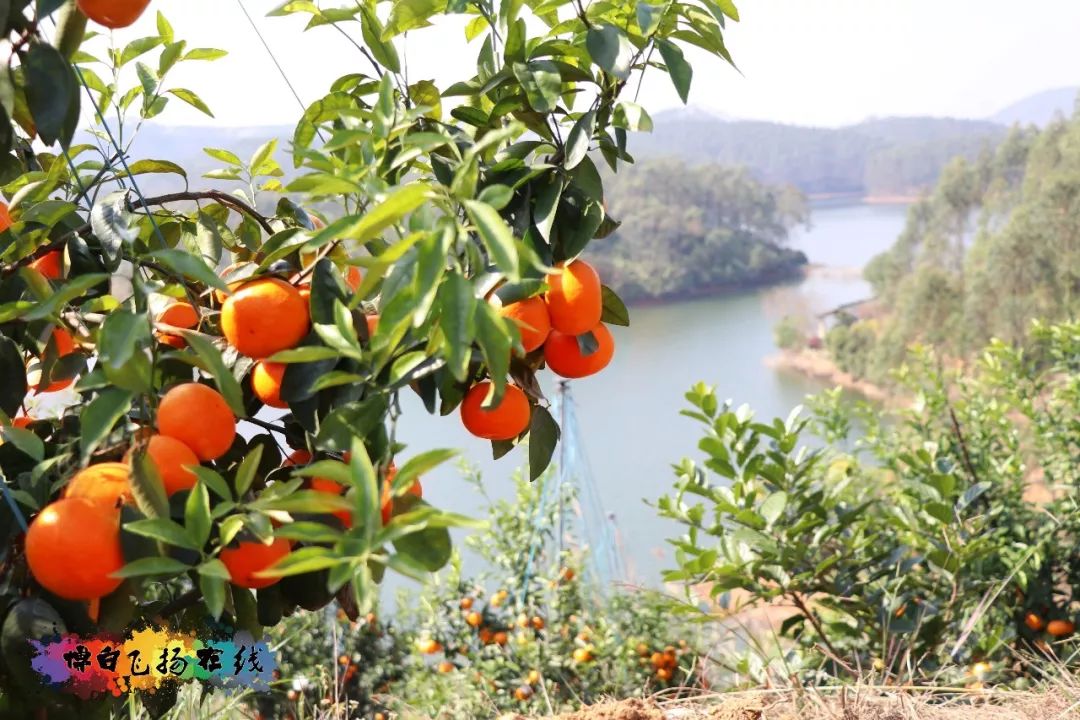 安顺富硒农产品认证中心（安康平顺县富硒茶）-硒宝网