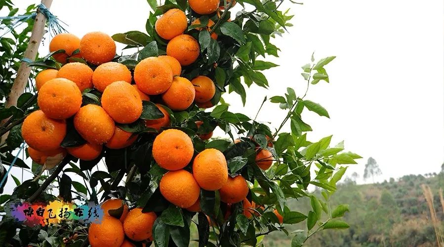 安顺富硒农产品认证中心（安康平顺县富硒茶）-硒宝网