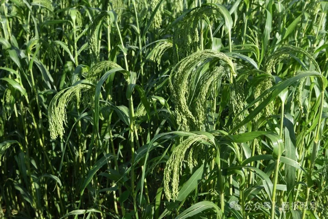 富硒农产品怎样降低价格(富硒农产品市场需求)-硒宝网