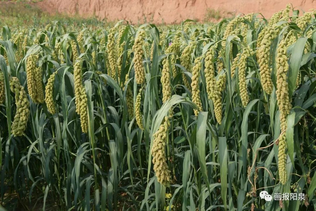 富硒农产品怎样降低价格(富硒农产品市场需求)-硒宝网