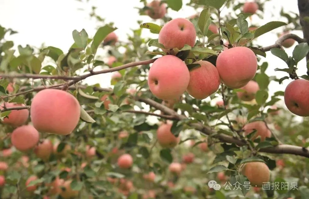 富硒农产品怎样降低价格(富硒农产品市场需求)-硒宝网